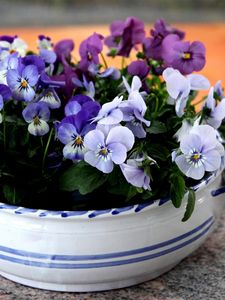 Preview wallpaper pansies, flowers, small, cup, table