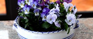 Preview wallpaper pansies, flowers, small, cup, table