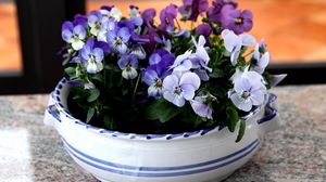 Preview wallpaper pansies, flowers, small, cup, table