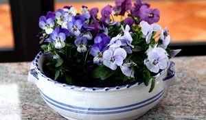 Preview wallpaper pansies, flowers, small, cup, table