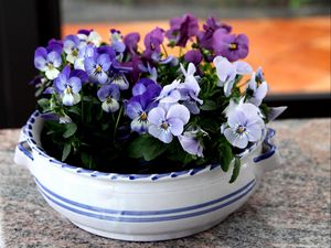 Preview wallpaper pansies, flowers, small, cup, table