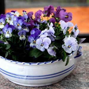 Preview wallpaper pansies, flowers, small, cup, table