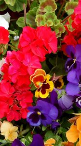 Preview wallpaper pansies, geraniums, flowers, colorful, different, lot