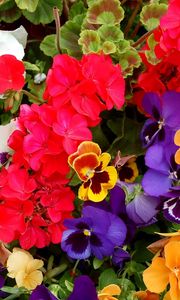 Preview wallpaper pansies, geraniums, flowers, colorful, different, lot