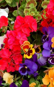 Preview wallpaper pansies, geraniums, flowers, colorful, different, lot