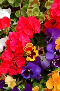 Preview wallpaper pansies, geraniums, flowers, colorful, different, lot