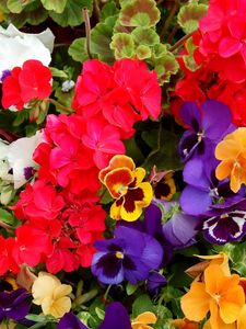 Preview wallpaper pansies, geraniums, flowers, colorful, different, lot