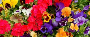 Preview wallpaper pansies, geraniums, flowers, colorful, different, lot