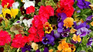 Preview wallpaper pansies, geraniums, flowers, colorful, different, lot