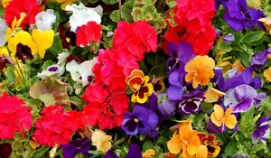 Preview wallpaper pansies, geraniums, flowers, colorful, different, lot