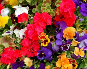 Preview wallpaper pansies, geraniums, flowers, colorful, different, lot