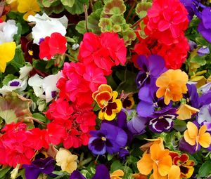 Preview wallpaper pansies, geraniums, flowers, colorful, different, lot