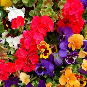 Preview wallpaper pansies, geraniums, flowers, colorful, different, lot