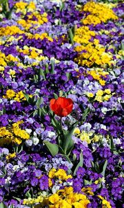 Preview wallpaper pansies, tulips, flower, flowerbed, spring