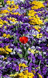 Preview wallpaper pansies, tulips, flower, flowerbed, spring