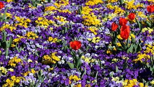 Preview wallpaper pansies, tulips, flower, flowerbed, spring