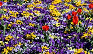 Preview wallpaper pansies, tulips, flower, flowerbed, spring