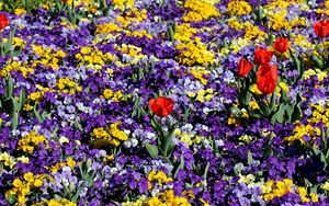 Preview wallpaper pansies, tulips, flower, flowerbed, spring