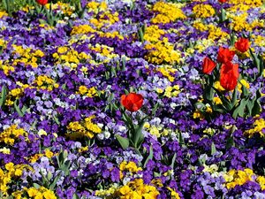 Preview wallpaper pansies, tulips, flower, flowerbed, spring