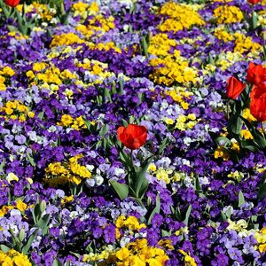 Preview wallpaper pansies, tulips, flower, flowerbed, spring