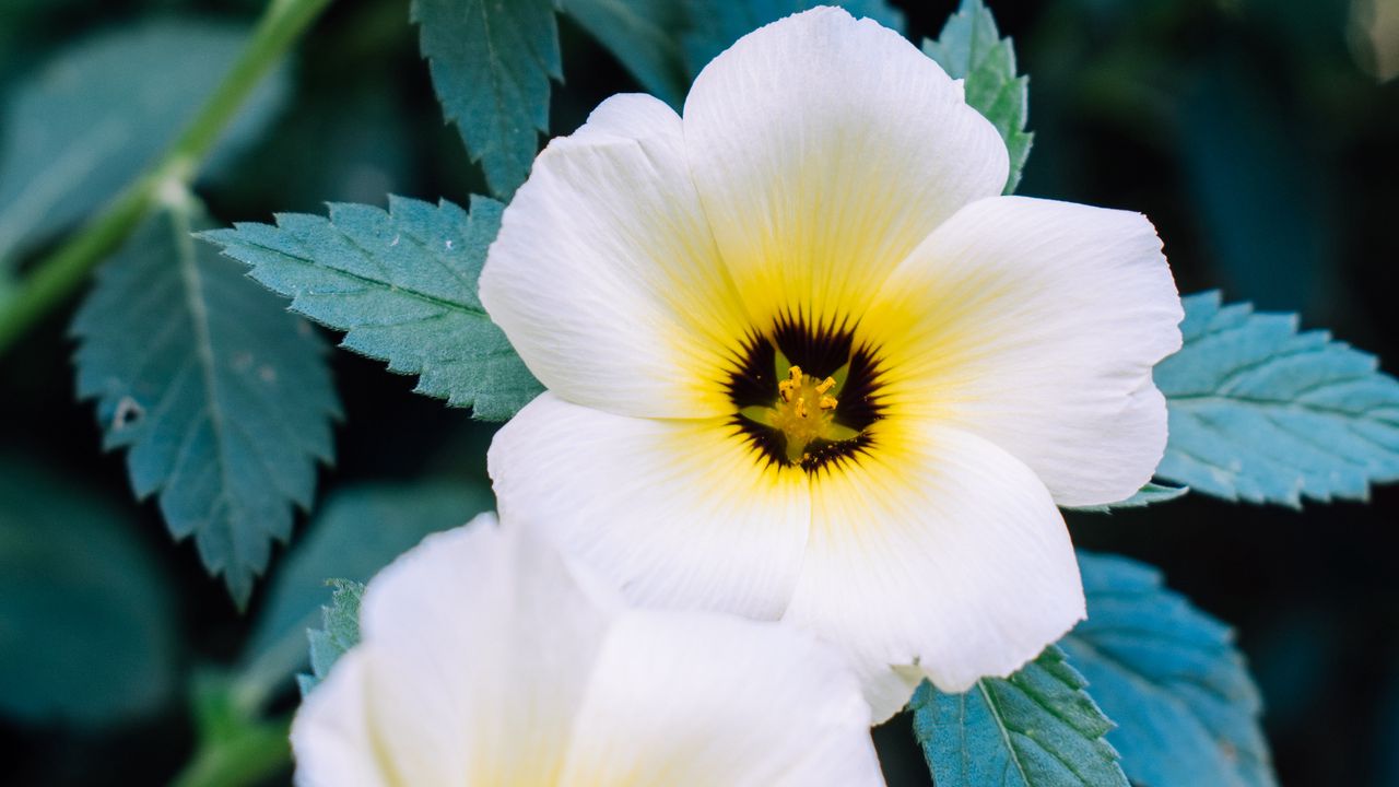 Wallpaper pansy, flowers, white, plant