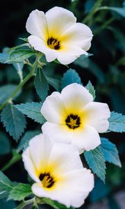 Preview wallpaper pansy, flowers, white, plant