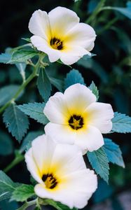 Preview wallpaper pansy, flowers, white, plant