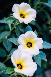 Preview wallpaper pansy, flowers, white, plant