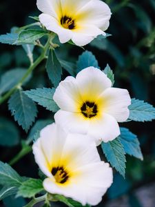 Preview wallpaper pansy, flowers, white, plant