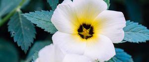 Preview wallpaper pansy, flowers, white, plant