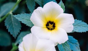 Preview wallpaper pansy, flowers, white, plant