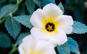 Preview wallpaper pansy, flowers, white, plant