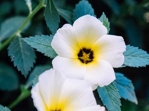 Preview wallpaper pansy, flowers, white, plant