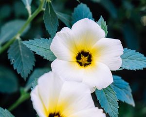 Preview wallpaper pansy, flowers, white, plant