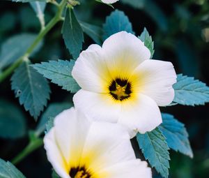 Preview wallpaper pansy, flowers, white, plant