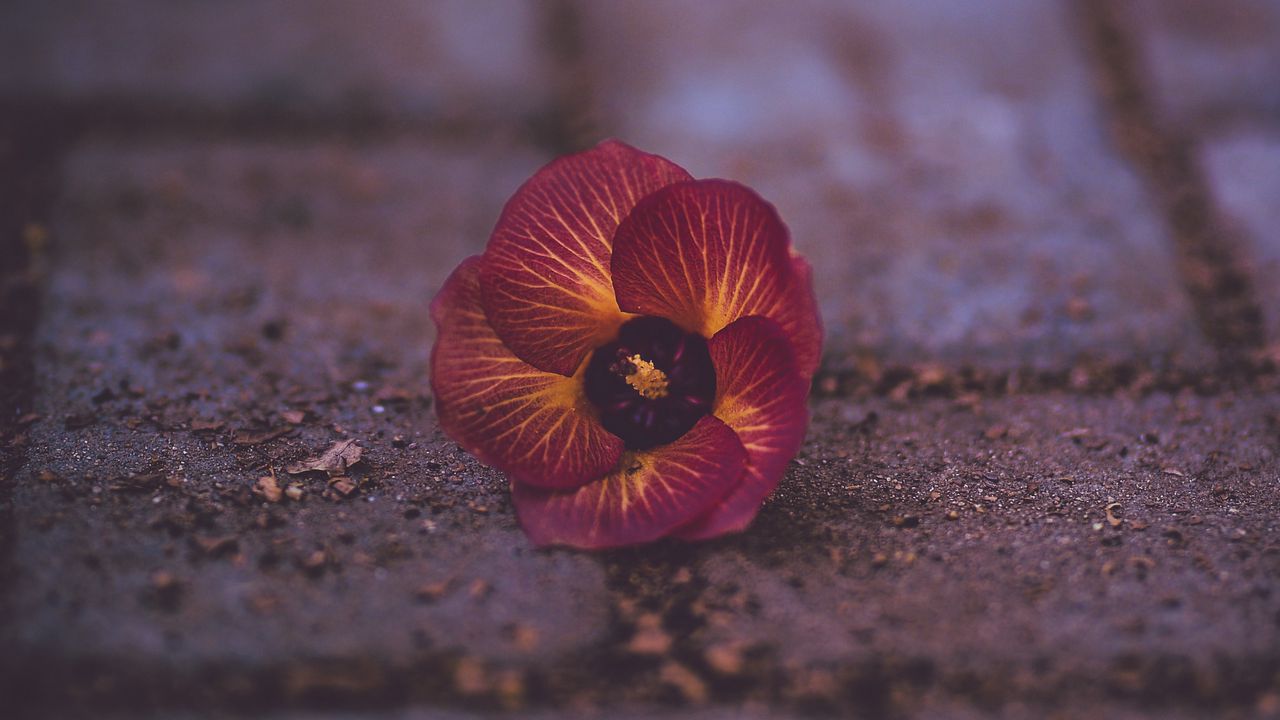 Wallpaper pansy, garden pansy, flower, fallen, close-up