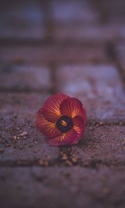 Preview wallpaper pansy, garden pansy, flower, fallen, close-up