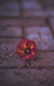 Preview wallpaper pansy, garden pansy, flower, fallen, close-up