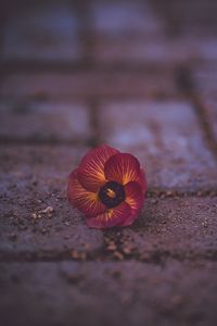 Preview wallpaper pansy, garden pansy, flower, fallen, close-up