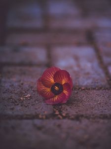 Preview wallpaper pansy, garden pansy, flower, fallen, close-up