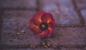 Preview wallpaper pansy, garden pansy, flower, fallen, close-up