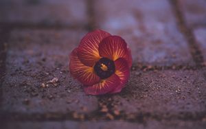 Preview wallpaper pansy, garden pansy, flower, fallen, close-up