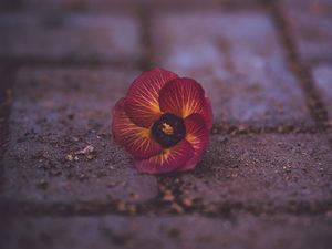 Preview wallpaper pansy, garden pansy, flower, fallen, close-up