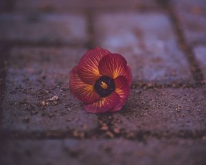 Preview wallpaper pansy, garden pansy, flower, fallen, close-up