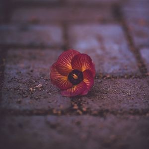 Preview wallpaper pansy, garden pansy, flower, fallen, close-up