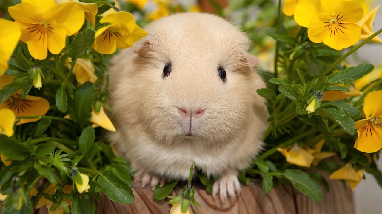 Wallpaper pansy, guinea pigs, flowers