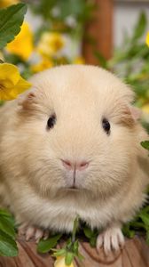 Preview wallpaper pansy, guinea pigs, flowers