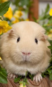 Preview wallpaper pansy, guinea pigs, flowers