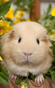 Preview wallpaper pansy, guinea pigs, flowers