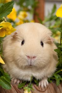 Preview wallpaper pansy, guinea pigs, flowers